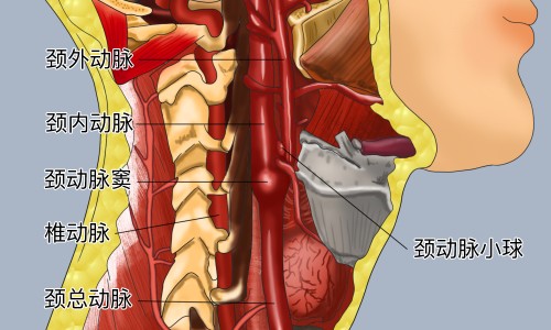 护肝片的功能和副作用-护肝片功能主治用法用量专区_护肝片功效和成分专区_护肝片儿的功能与主治网